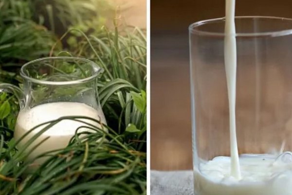 Как удобрять растения на огороде прокисшим молоком: полезный лайфхак