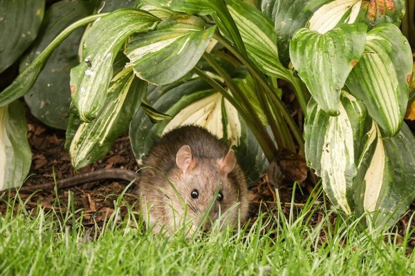 Посадите обычную траву — и избавитесь от проблем: мыши будут обходить огород стороной