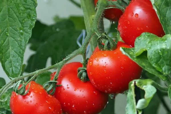 Роскошный урожай томатов не заставит ждать: чем удобрить помидоры в июле