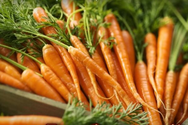 Урожай будет на зависть соседям: действенные средства для подкормки моркови