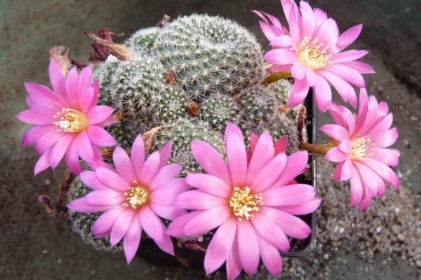Комнатные растения: как подобрать цветы, которые не боятся жары