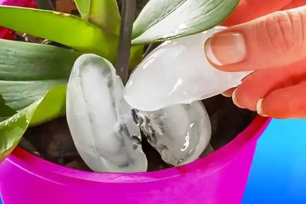 Зачем обкладывать орхидеи кубиками льда: хитрость, которая сэкономит вам время