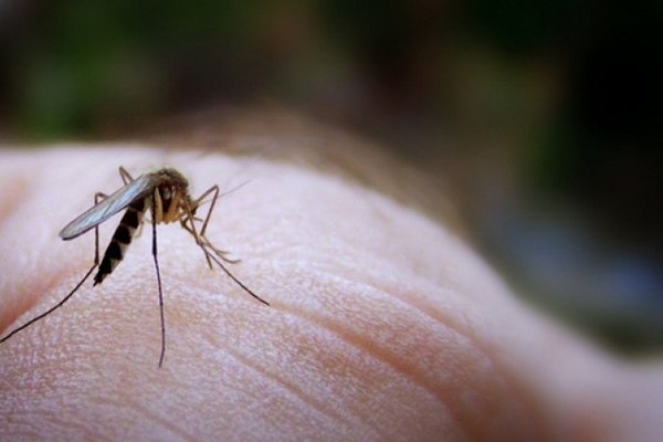 Им не выбраться живыми: назван эффективный способ борьбы с мухами