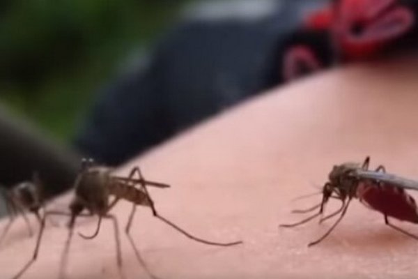 Что привлекает комаров в людях: неожиданные результаты исследования