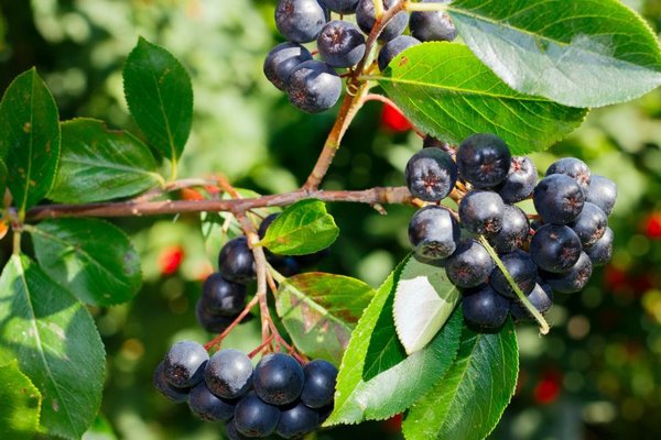 Самая полезная ягода, блокирующая болезни: черноплодная рябина