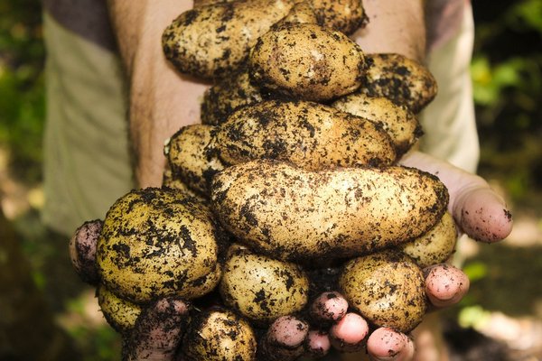 Когда копать картошку в августе: наиболее благоприятные дни по лунному календарю