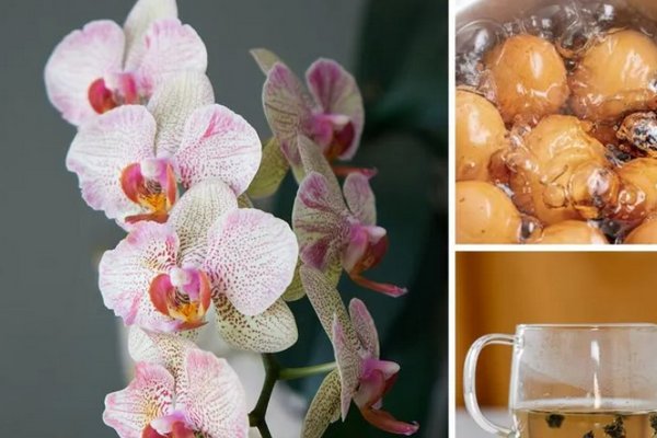 Чем можно поливать орхидеи, чтобы стимулировать цветение