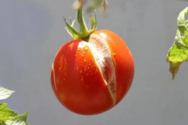 Как поливать помидоры, чтобы они не трескались: 