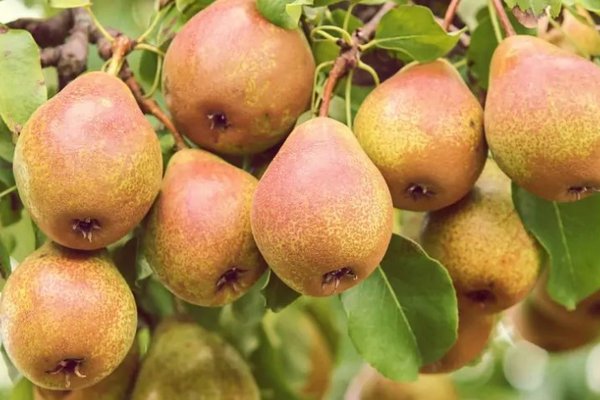 Чем подкормить яблони и груши в августе, чтобы росли еще быстрее