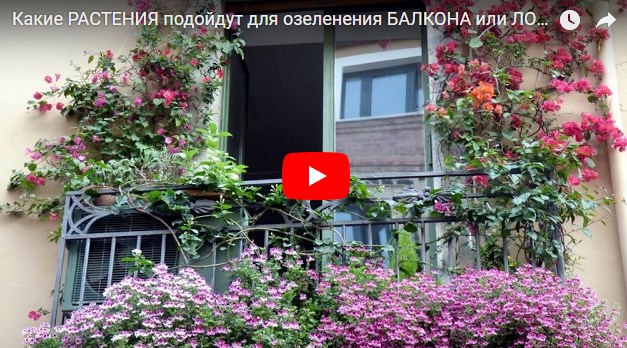 Какие растения выращивать на балконе?