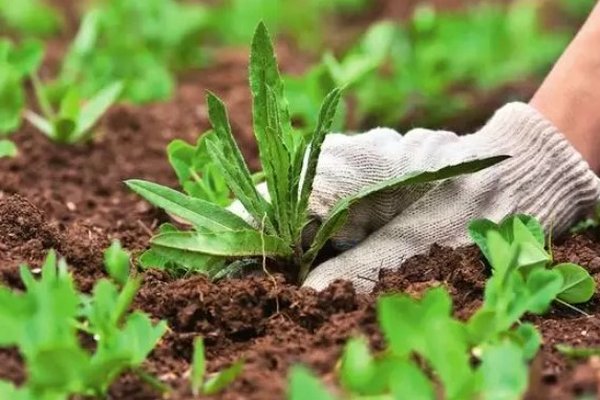 Сорняки погибнут за сутки: как соль и уксус помогут на огороде