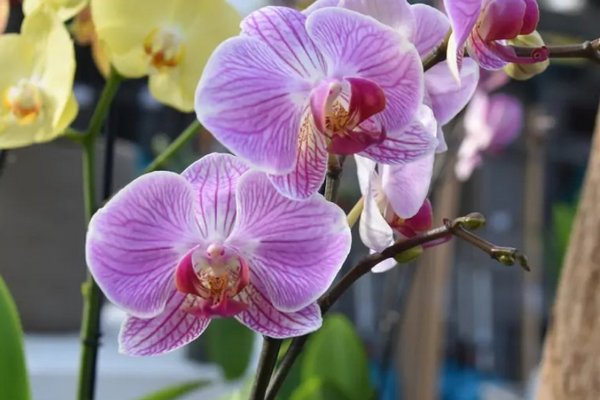 Поливайте орхидею раз в неделю этим раствором: тут же появятся роскошные цветы