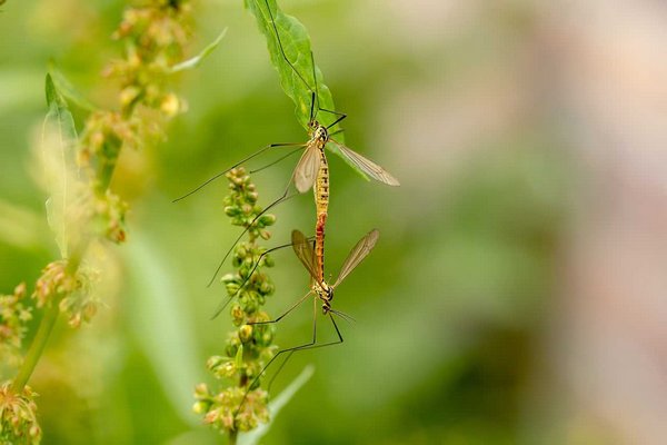 Ученые назвали насекомое с самой короткой продолжительностью жизни
