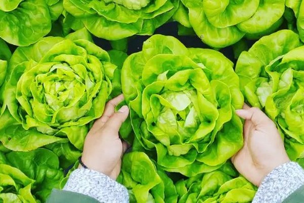 8 низкоуглеводных овощей, которые вы просто обязаны добавить в свой рацион