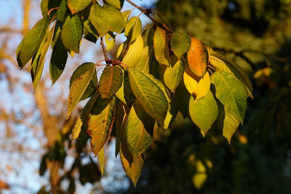 Если на Покрову на вишне есть листья - зима будет теплой: народные приметы праздника
