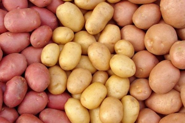 Картофель разного цвета, желтый, белый, красный — какой вкуснее, а какой лучше сохраняется