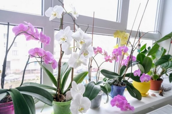 Как заставить орхидеи цвести круглый год: самый простой способ — такого эффекта вы не ожидали