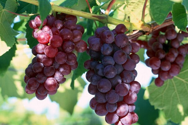 Готовим виноград к зимовке: как и когда правильно обрезать лозы