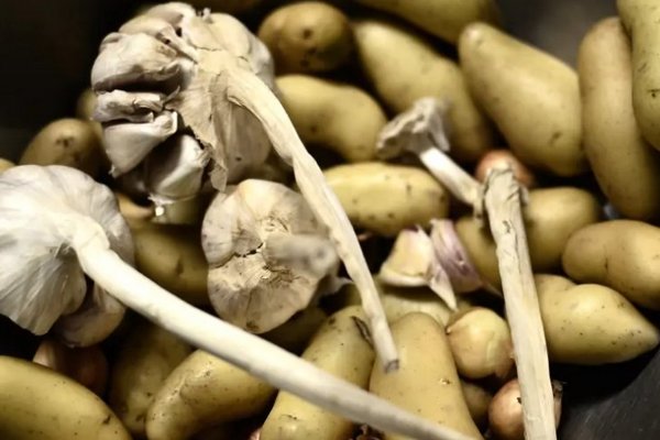 Эти болезни могут уничтожить весь запас картофеля: как сохранить овощ зимой
