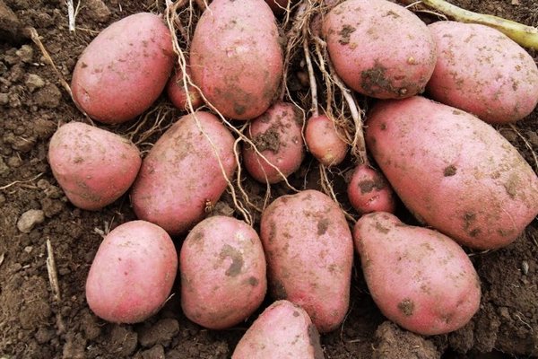 Урожай картофеля увеличите в два раза: чем нужно посыпать грядки перед посадкой клубней
