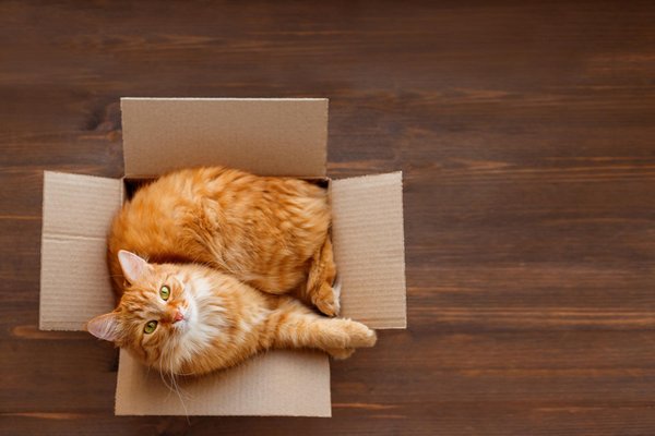 Ученые узнали, почему картонные коробки так важны для кошек