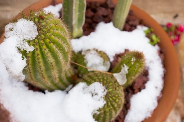 Можно ли поливать комнатные растения растаявшим снегом: что говорят эксперты