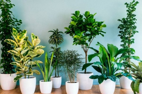 Не держите эти комнатные растения в доме – они вредят здоровью
