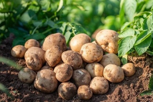 Опасные подкормки: какие удобрения нельзя использовать, чтобы не потерять урожай картошки