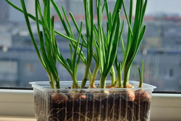 Как быстро вырастить зеленый лук на подоконнике - важные советы