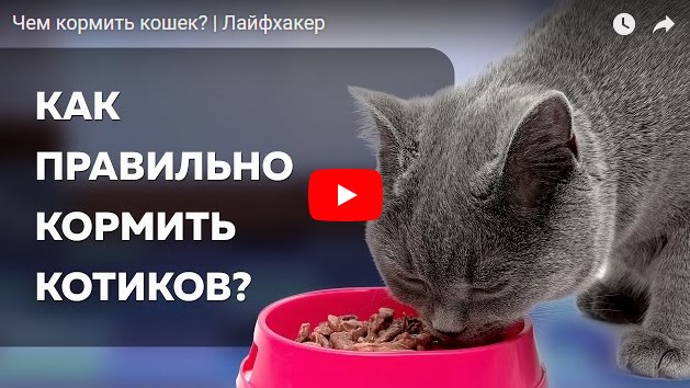Чем кормить кота?