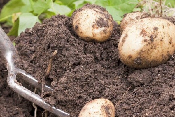 Урожай будет впечатляющим: что подсыпать в лунки при высадке картофеля