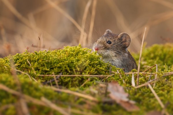 Какие растения отпугивают мышей: эффективные средства против грызунов