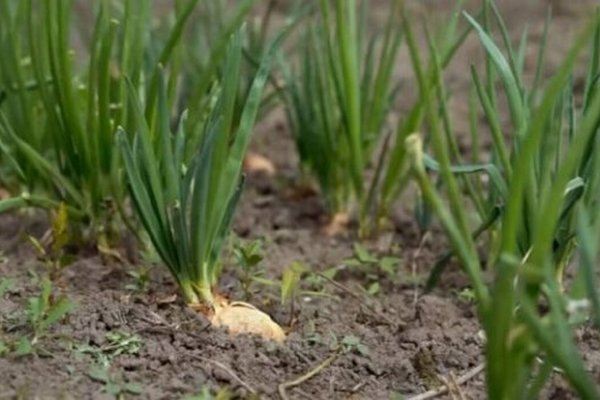 Как сажать и выращивать зеленый лук: проверенные советы помогут получить щедрый урожай