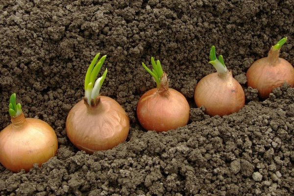 Когда высаживать лук и картофель в марте: назвали лучшие дни