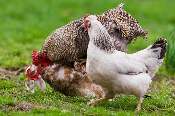 Почему куры и утки едят друг друга: интересные факты