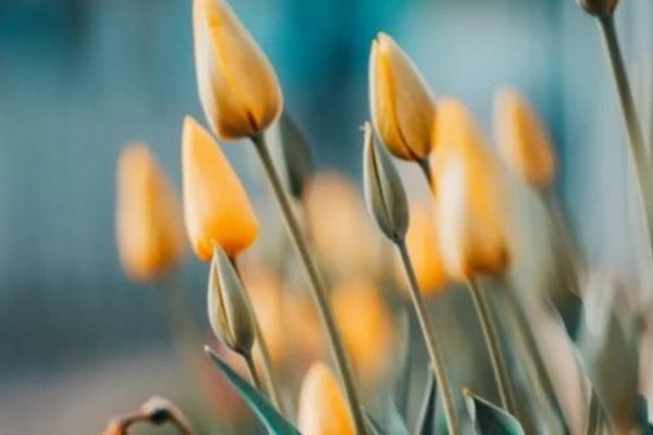Чем подкармливать тюльпаны весной - важные советы
