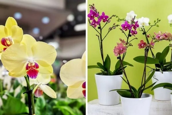 Специалисты назвали четыре основных правила ухода за орхидеями, чтобы они снова дали цветы