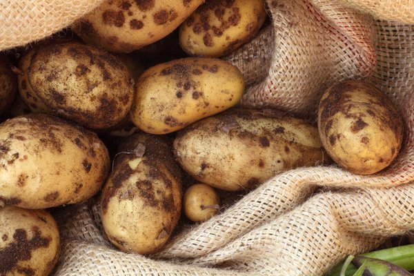 Чтобы картофель не вырос «паршивым» — опытные овощеводы подсказали, как защитить урожай