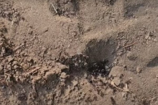 Как избавиться от муравьев на даче и огороде: секреты, которые спасут урожай
