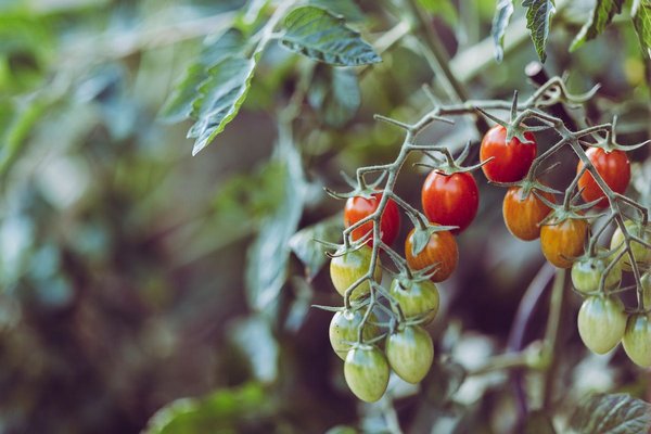 Плохие «соседи» помидоров: обратите внимание, потому что останетесь без урожая