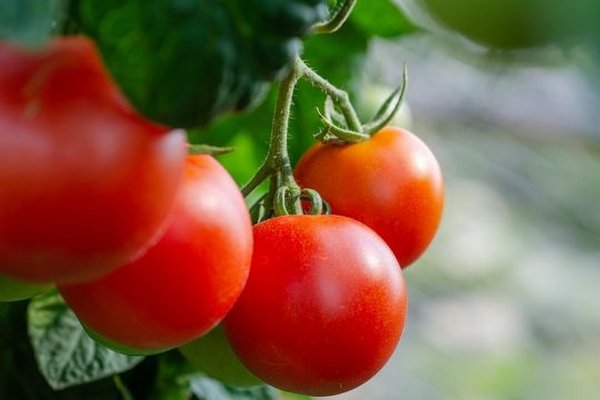 Хотите собирать томаты до поздней осени: посадите эти растения рядом на грядках