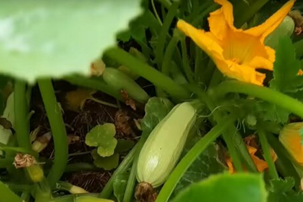 Как выращивать кабачки из семян: секреты щедрого урожая хозяек