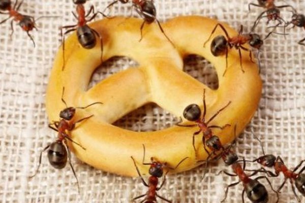 Надокучають мурахи? Як назавжди позбутися комах