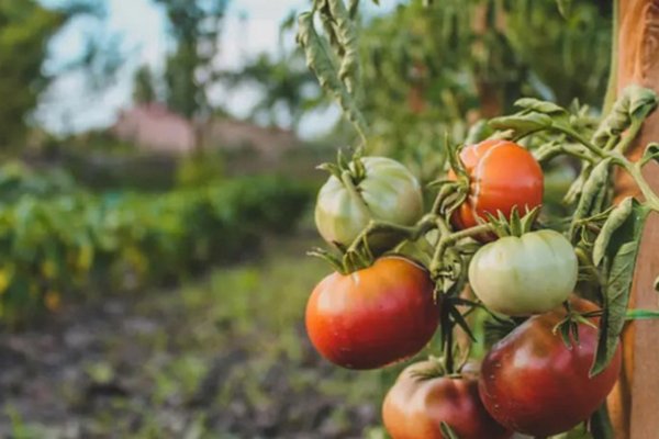Нужен всего один порошок из кухни: чем поливать томаты для завидного урожая