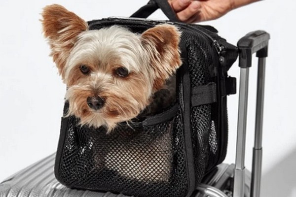 Готуємось до подорожей з собакою: що потрібно врахувати заздалегідь