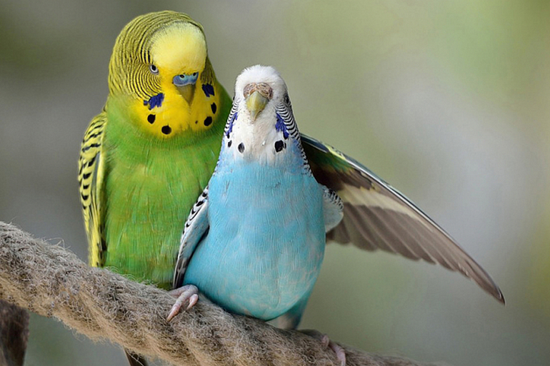 Болезни волнистых попугаев с фото их симптомы и лечение