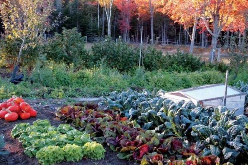 Календарь садовода-огородника на сентябрь 2018: что нужно делать в первый месяц осени