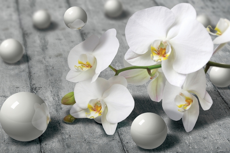 Уход за орхидеей: как правильно поливать, подкармливать, пересаживать