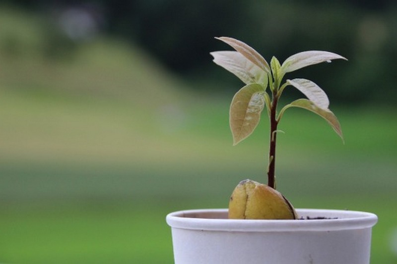 Выращиваем авокадо из косточки в домашних условиях. Все тонкости и хитрости процесса