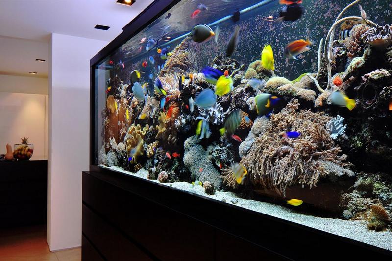 Как ухаживать за аквариумом: правила